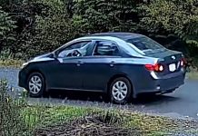 Police seek vehicle of interest after one dog killed and another wounded in Sooke