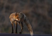 Victoria and Mill Bay residents among wildlife photography contest winners (PHOTOS)