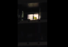 Cat seized after disturbing animal cruelty video surfaces in Langford (VIDEO)