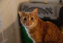 BC SPCA urges voters to advocate for pet-friendly housing when casting their ballots